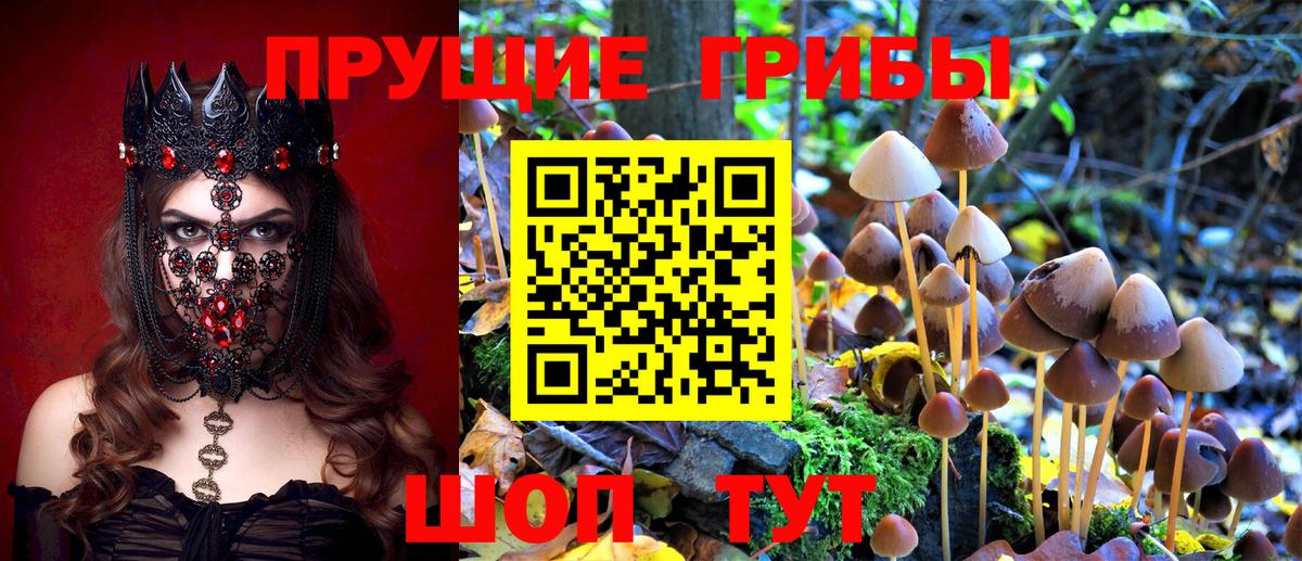 Галлюциногенные грибы Psilocybe Обь